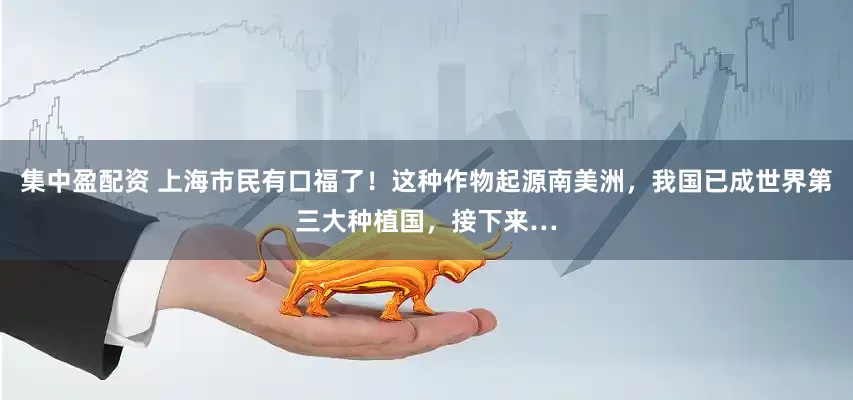 集中盈配资 上海市民有口福了！这种作物起源南美洲，我国已成世界第三大种植国，接下来…