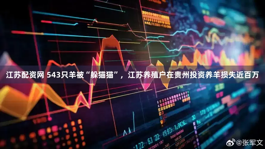 江苏配资网 543只羊被“躲猫猫”，江苏养殖户在贵州投资养羊损失近百万
