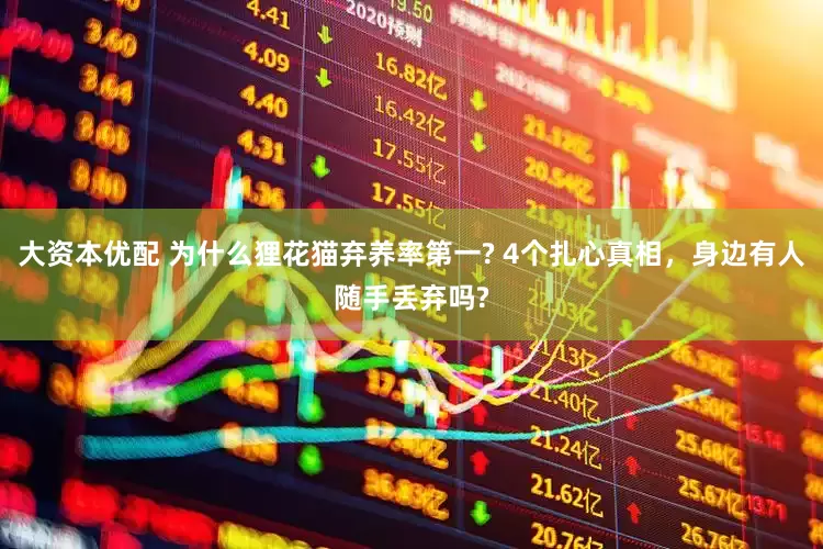 大资本优配 为什么狸花猫弃养率第一? 4个扎心真相，身边有人随手丢弃吗?